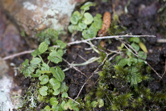 Pterostylis trullifolia