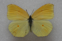 Gonepteryx cleobule