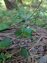 Viola ocellata