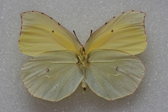 Gonepteryx cleobule
