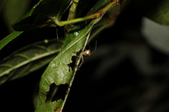 Thwaitesia nigronodosa