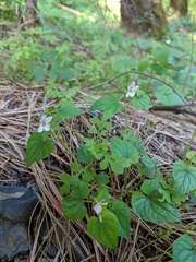Viola ocellata