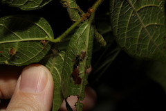 Thwaitesia nigronodosa