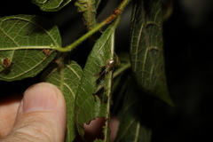 Thwaitesia nigronodosa
