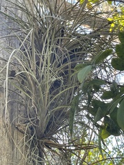 Tillandsia simulata