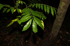 Flindersia xanthoxyla