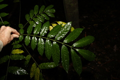 Flindersia xanthoxyla