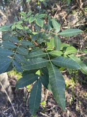 Schinus terebinthifolia