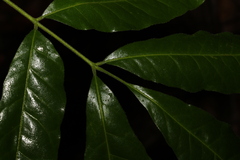 Flindersia xanthoxyla