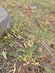 Rumex paucifolius