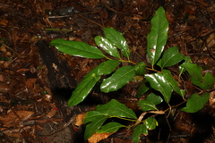 Cryptocarya macdonaldii