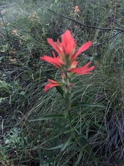 Castilleja nelsonii