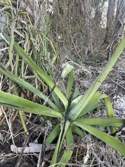 Agave angustifolia