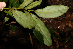 Cryptocarya macdonaldii