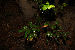 Cryptocarya macdonaldii
