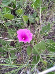 Ipomoea ommanneyi