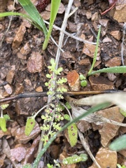 Eucrypta chrysanthemifolia