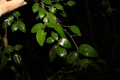 Cleistanthus cunninghamii