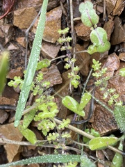 Eucrypta chrysanthemifolia