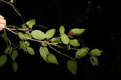 Cleistanthus cunninghamii