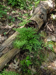 Adiantum shastense