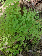 Adiantum shastense