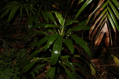 Cordyline rubra
