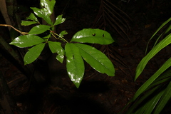 Heritiera trifoliolata