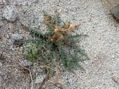 Mentzelia hirsutissima