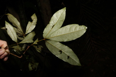 Heritiera trifoliolata