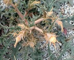 Mentzelia hirsutissima