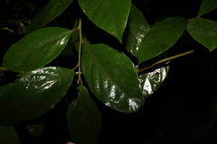 Gmelina leichhardtii