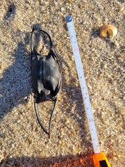 Leucoraja erinaceus