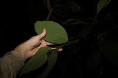 Gmelina leichhardtii