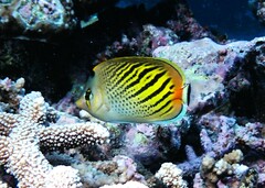 Chaetodon pelewensis