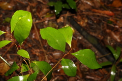 Elaeocarpus obovatus