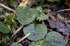 Pterostylis trullifolia