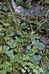Pterostylis trullifolia