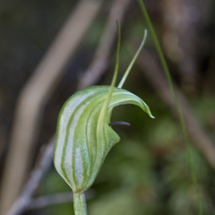 Pterostylis trullifolia