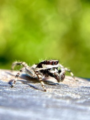 Menemerus bivittatus