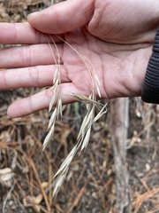 Bromus carinatus