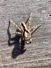 Menemerus bivittatus