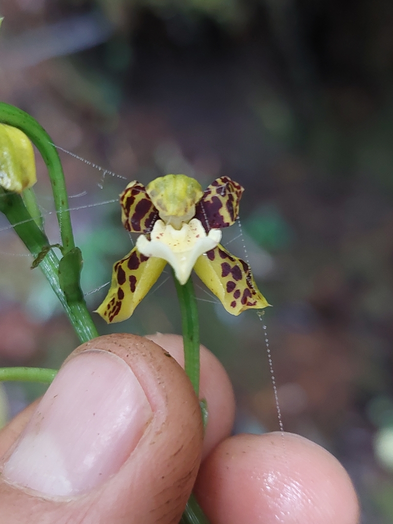 Warreopsis colorata
