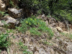 Cymopterus terebinthinus