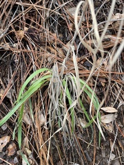 Bromus carinatus
