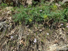 Cymopterus terebinthinus