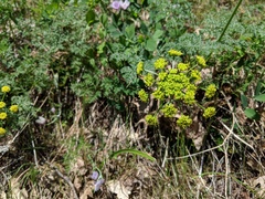 Cymopterus terebinthinus