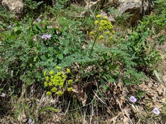 Cymopterus terebinthinus