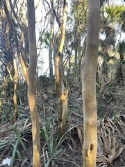 Myrcianthes fragrans