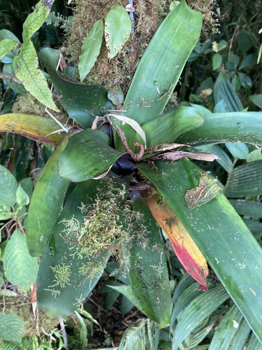 Purple underside leafed werauhia (Werauhia latissima)